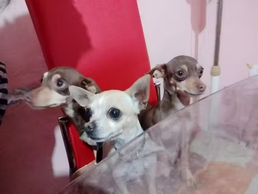 Tec Italy Hair Dimension