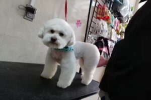 Tofi estetica canina