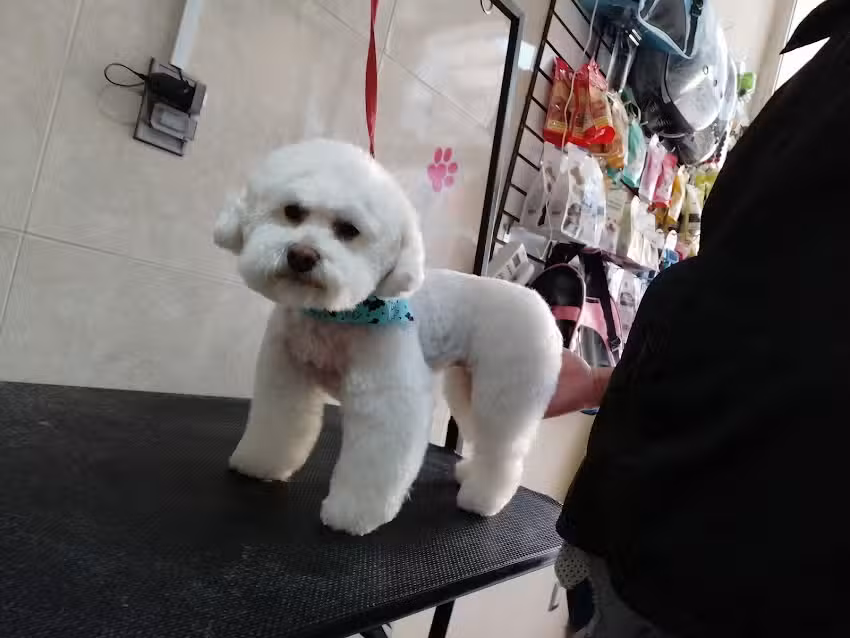 Tofi estetica canina